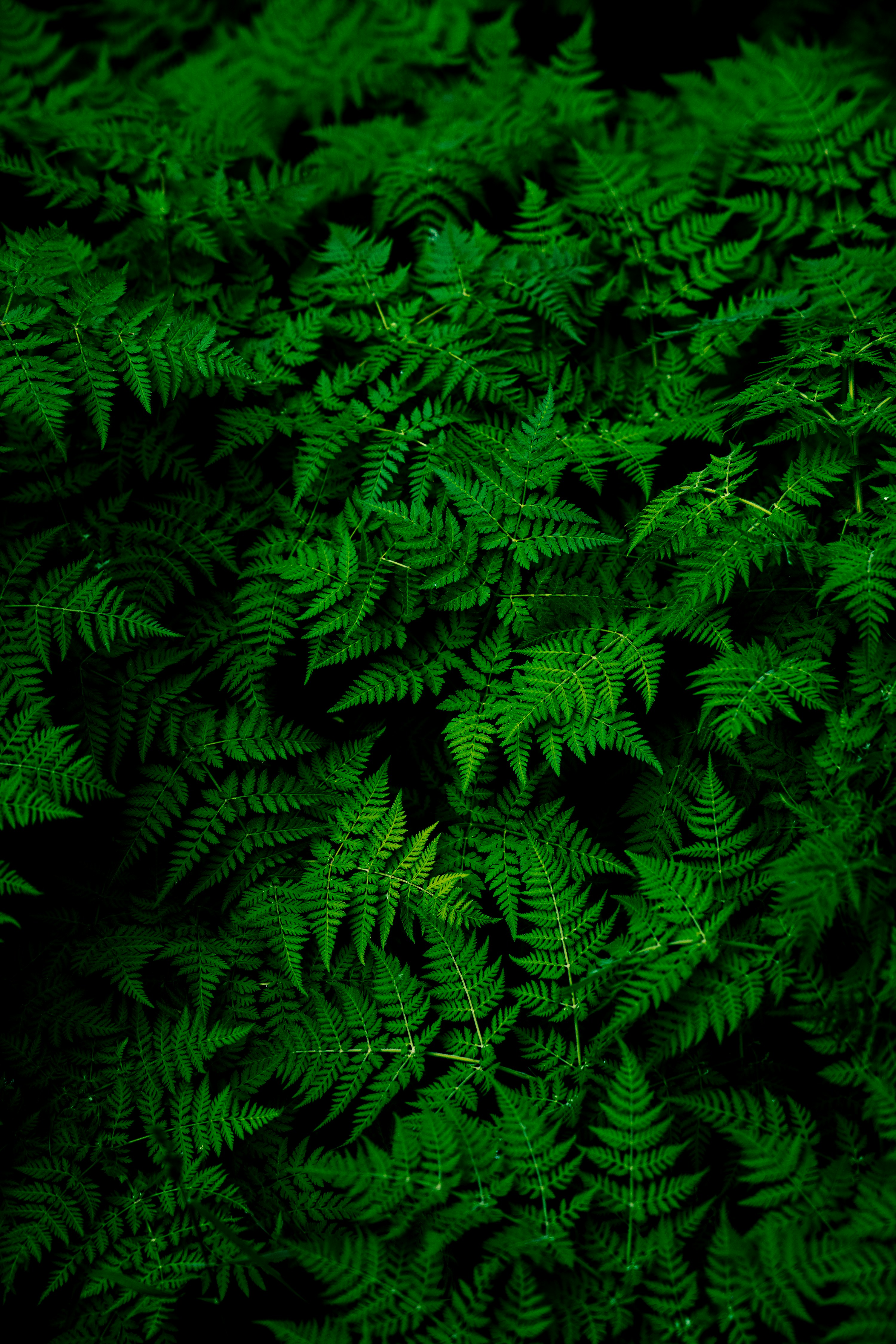 leafs test 4