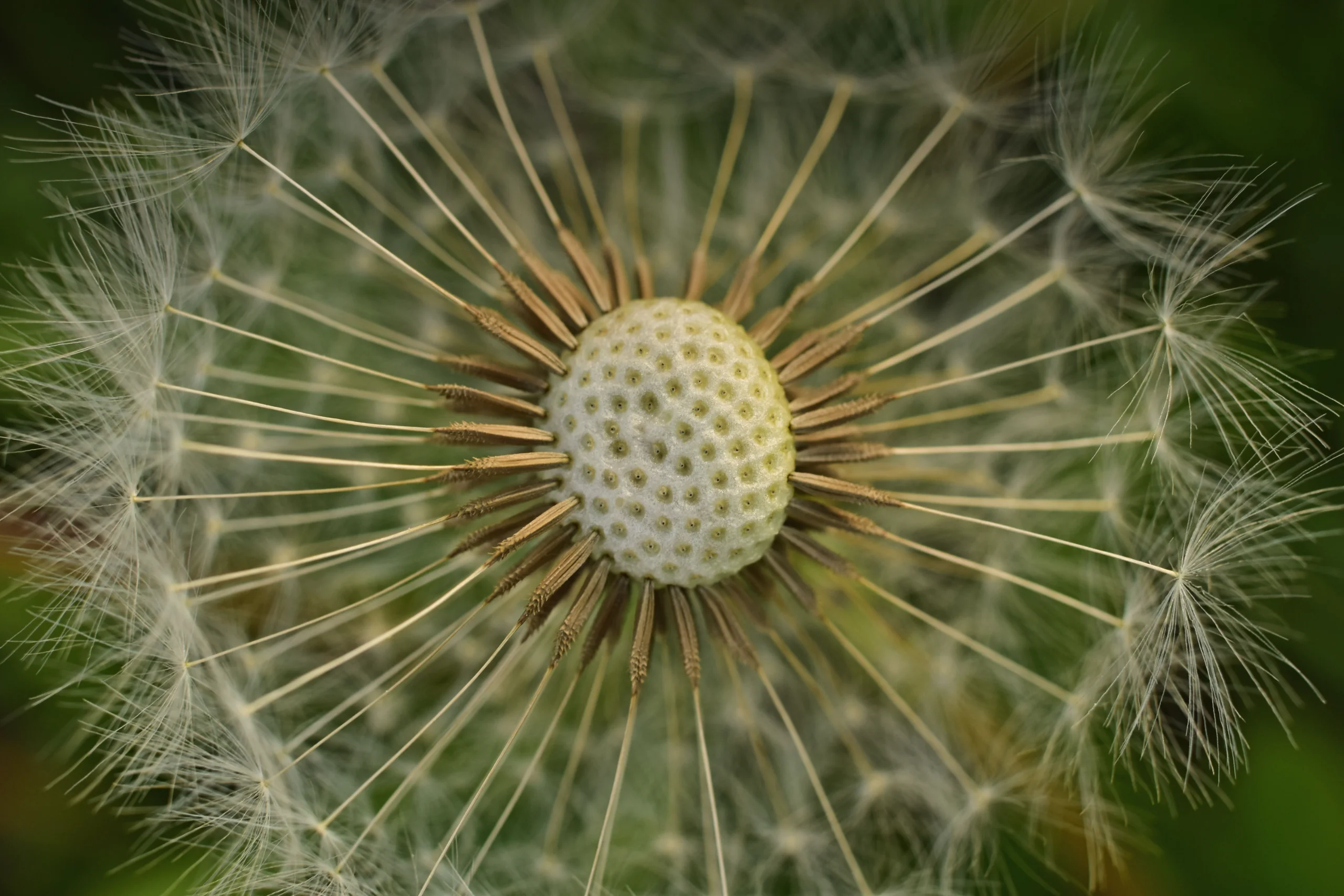 Detailed macro shot of a dandelion seed head in a meadow, showcasing its fragile beauty. jigsaw puzzle