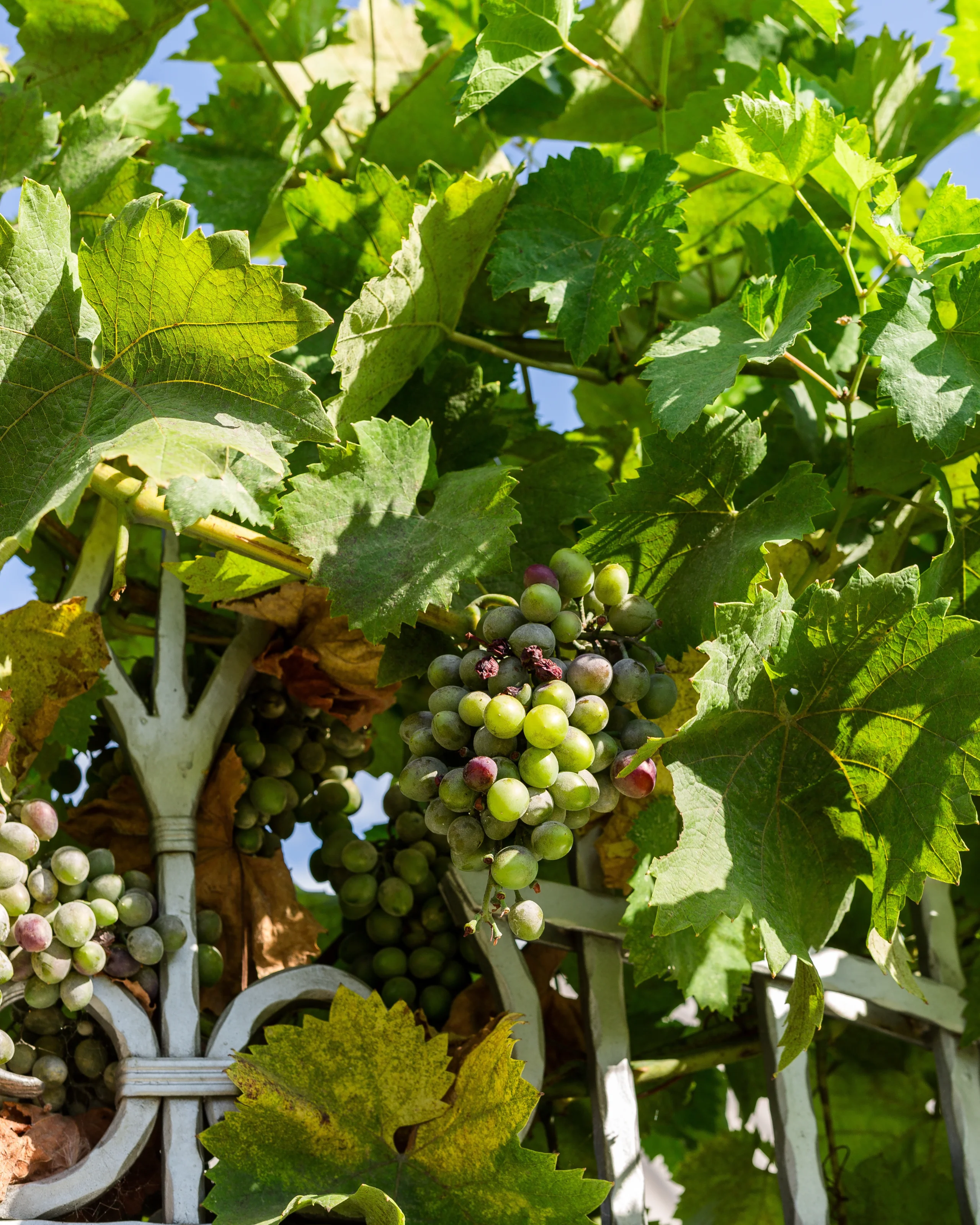 grapes jigsaw puzzle