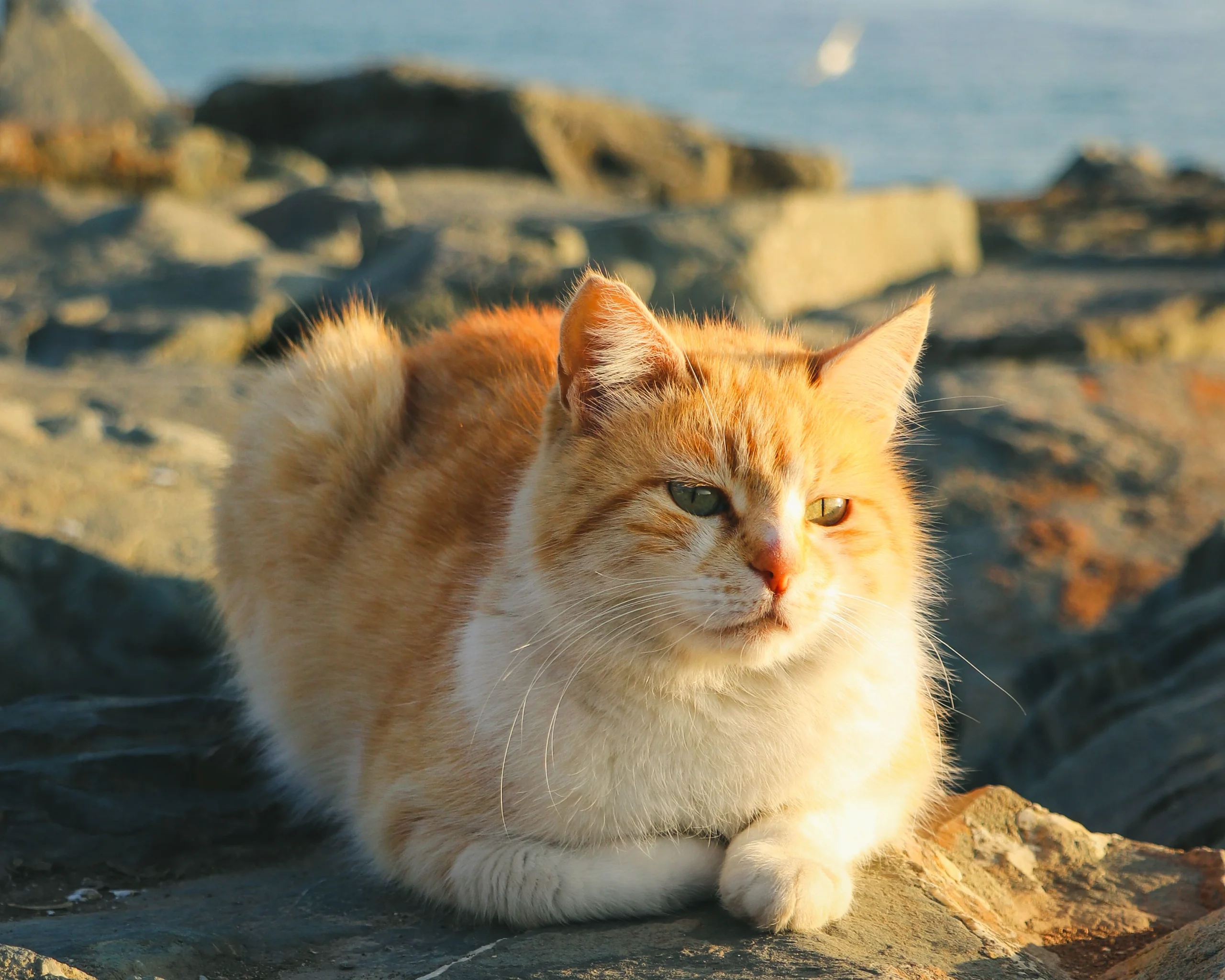 An orange tabby cat rests peacefully on rocky coast in Istanbul, Türkiye, during the day. jigsaw puzzle