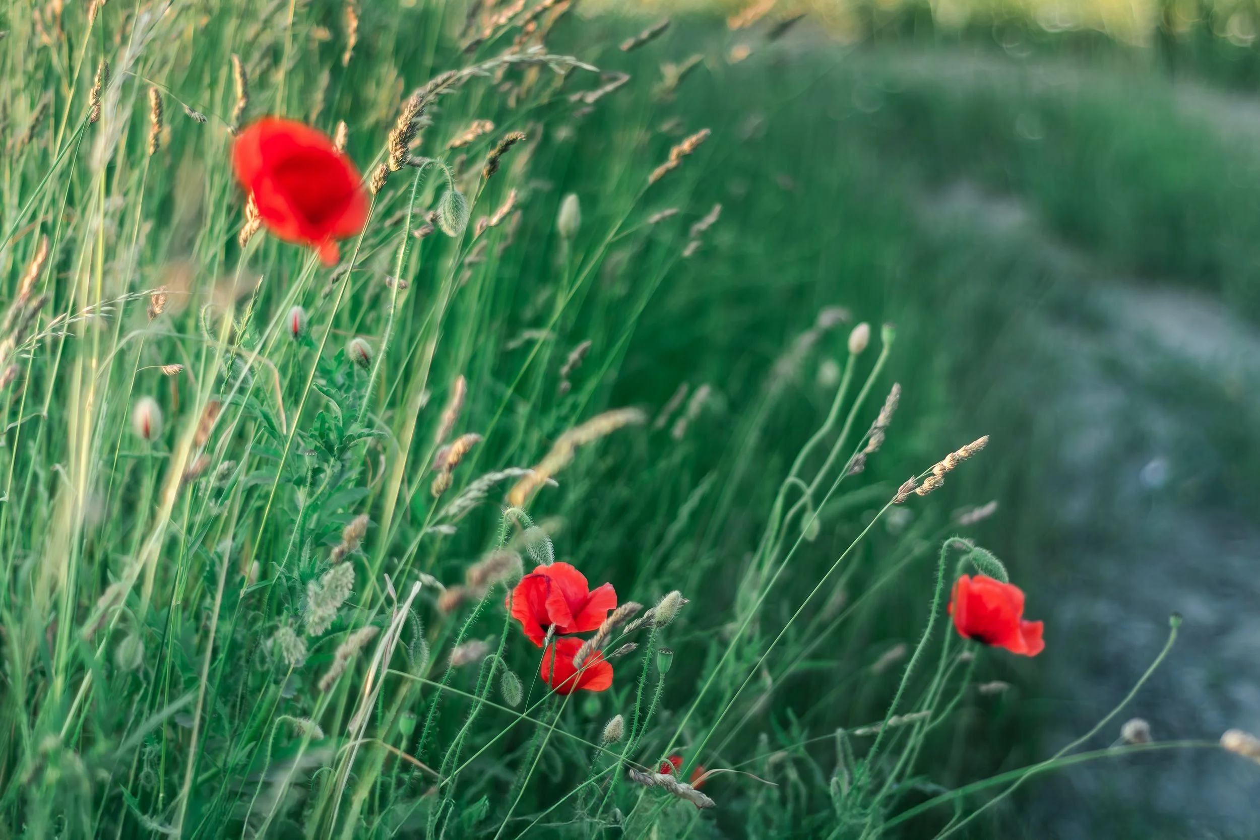 Vibrant red poppies bloom in a lush green meadow during a warm summer day. jigsaw puzzle