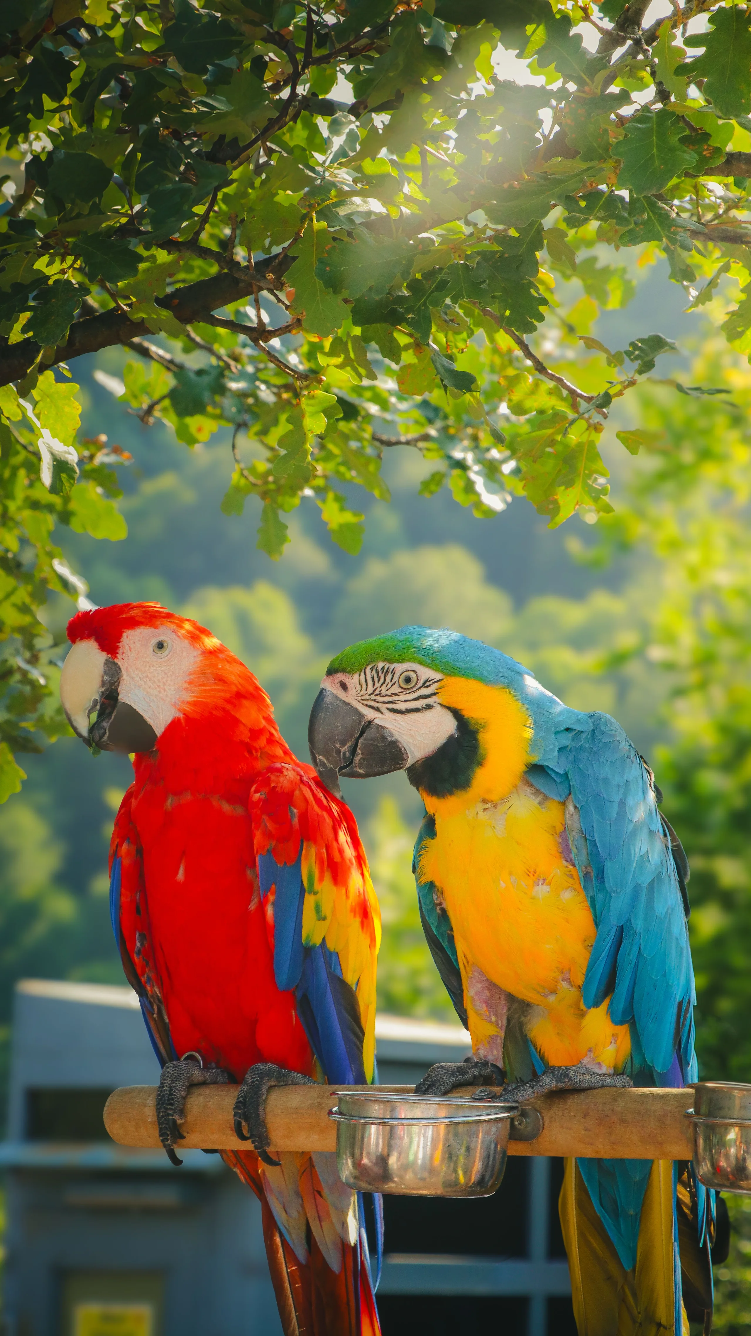 Red ,Yellow And Blue jigsaw puzzle