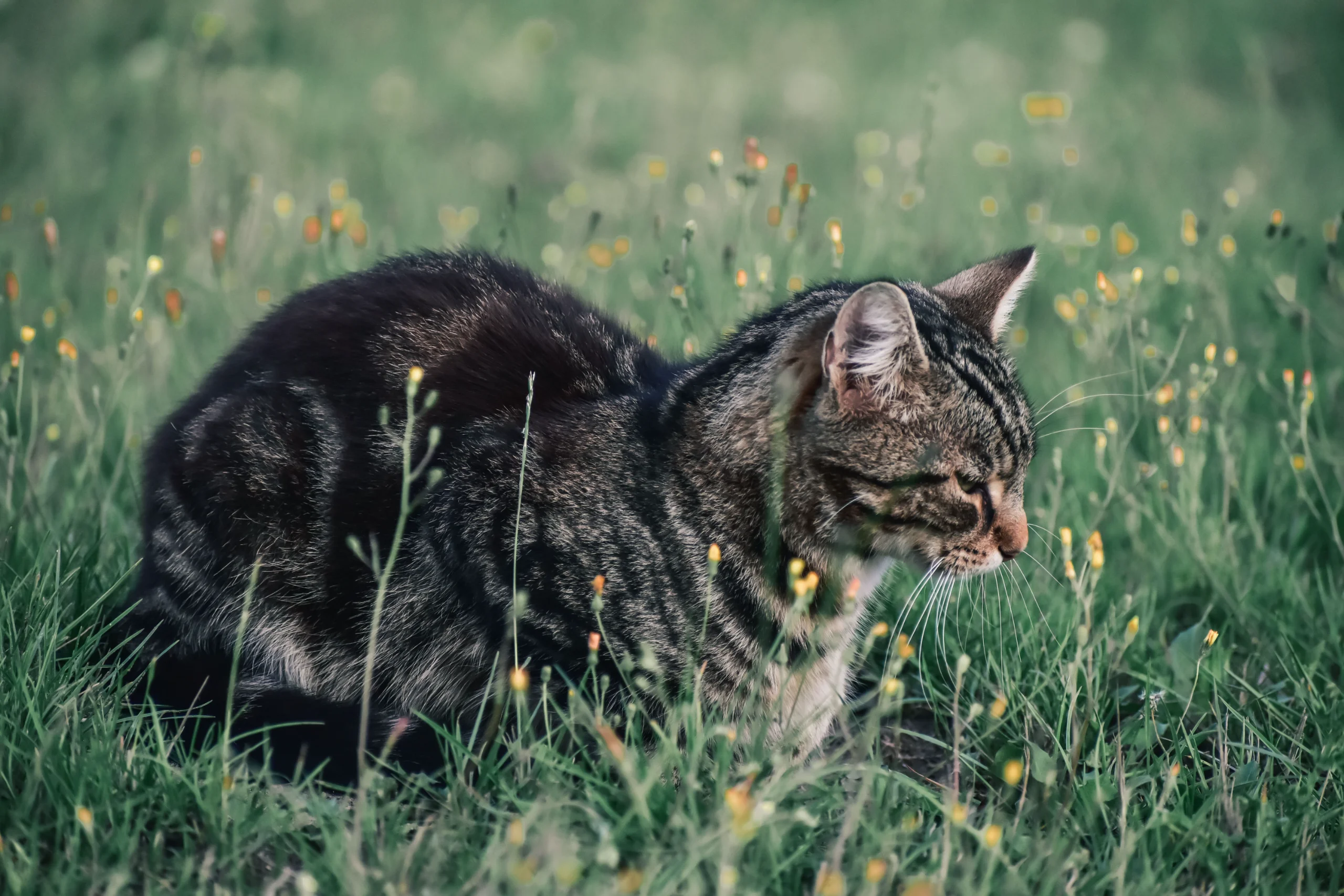 A close-up of a tabby cat lying in a spring meadow, surrounded by vibrant wildflowers. jigsaw puzzle