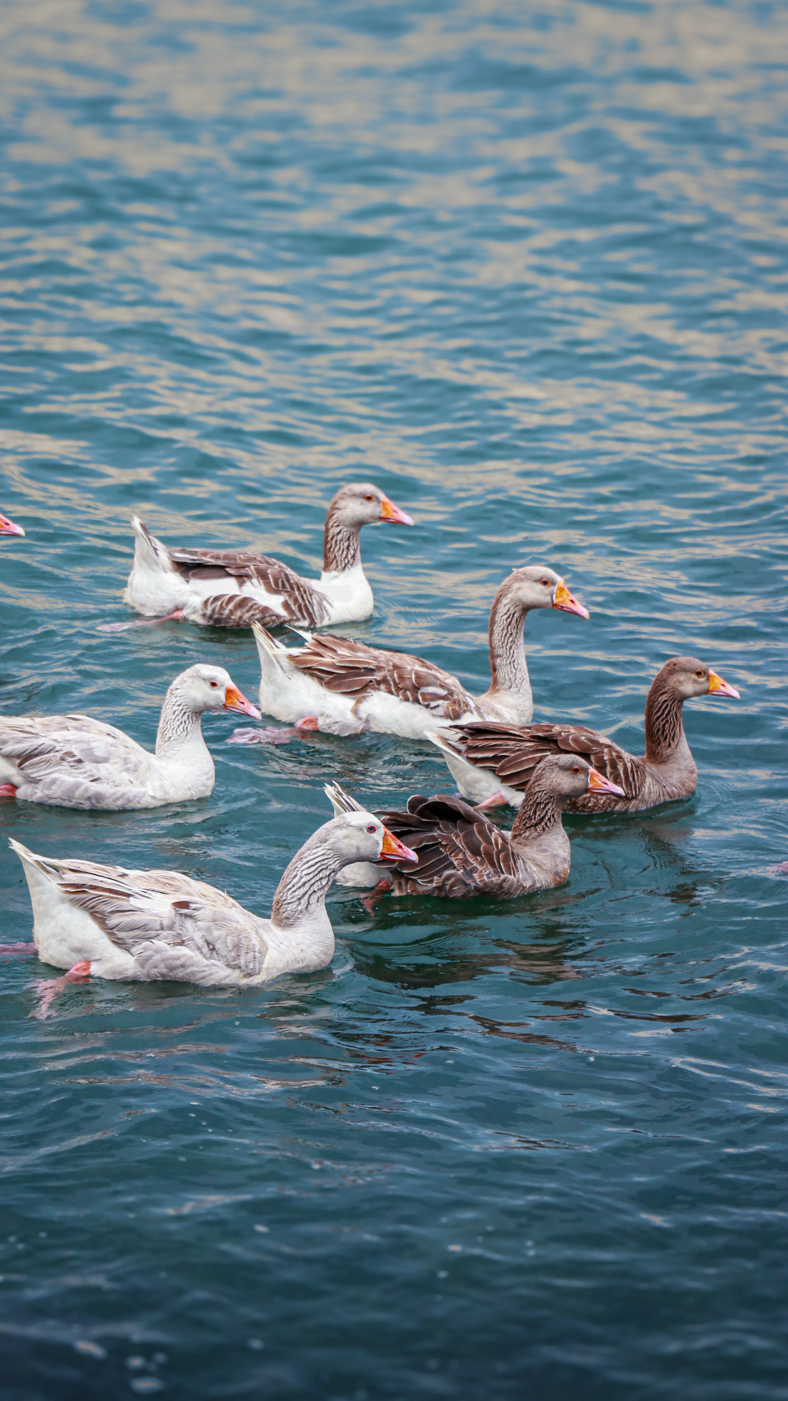 A serene view of ducks swimming in a blue lake in İstanbul, capturing calm and natural beauty. jigsaw puzzle