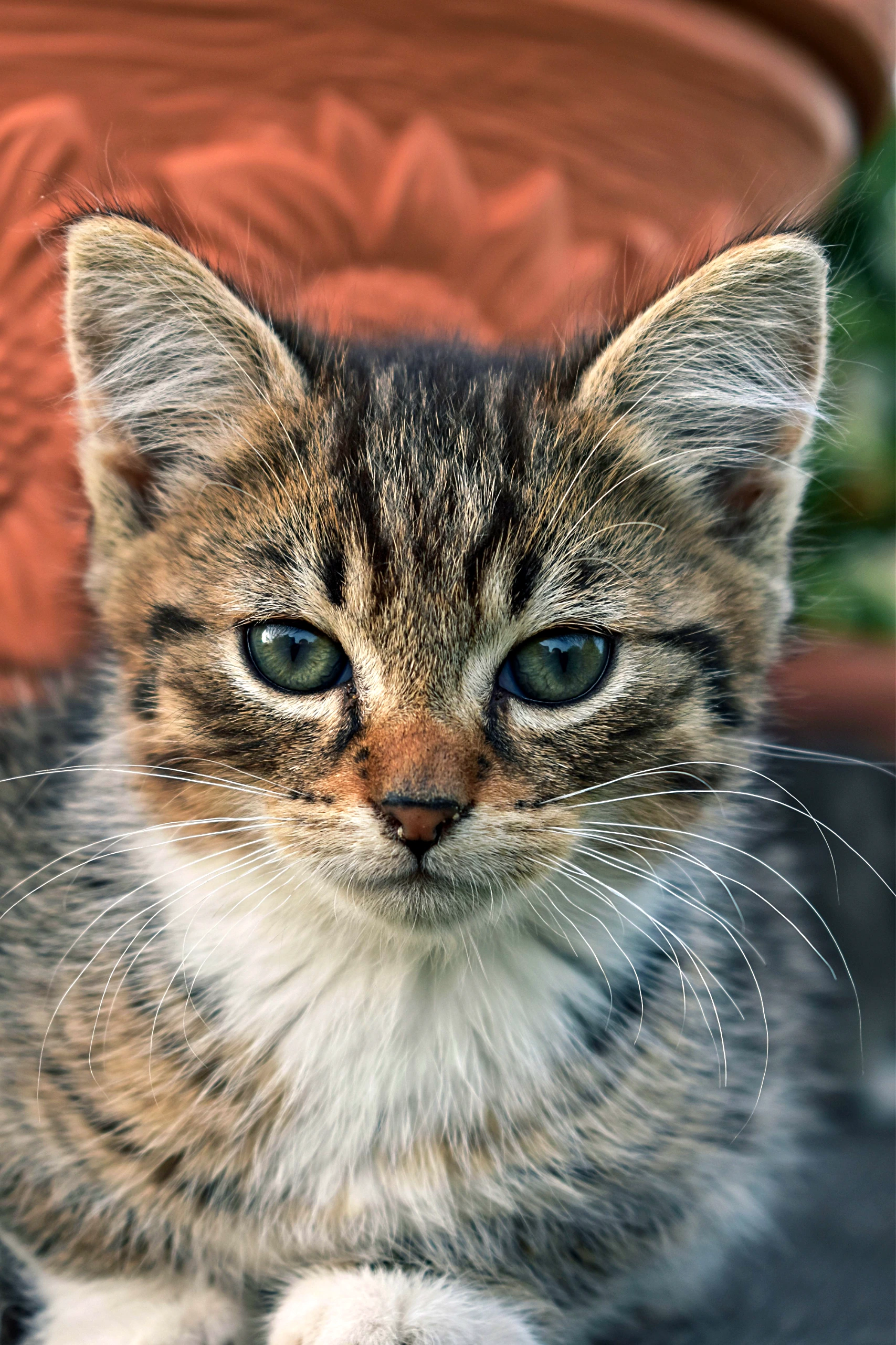 A close-up of a cute kitten with striking green eyes, perfect for pet lovers. jigsaw puzzle