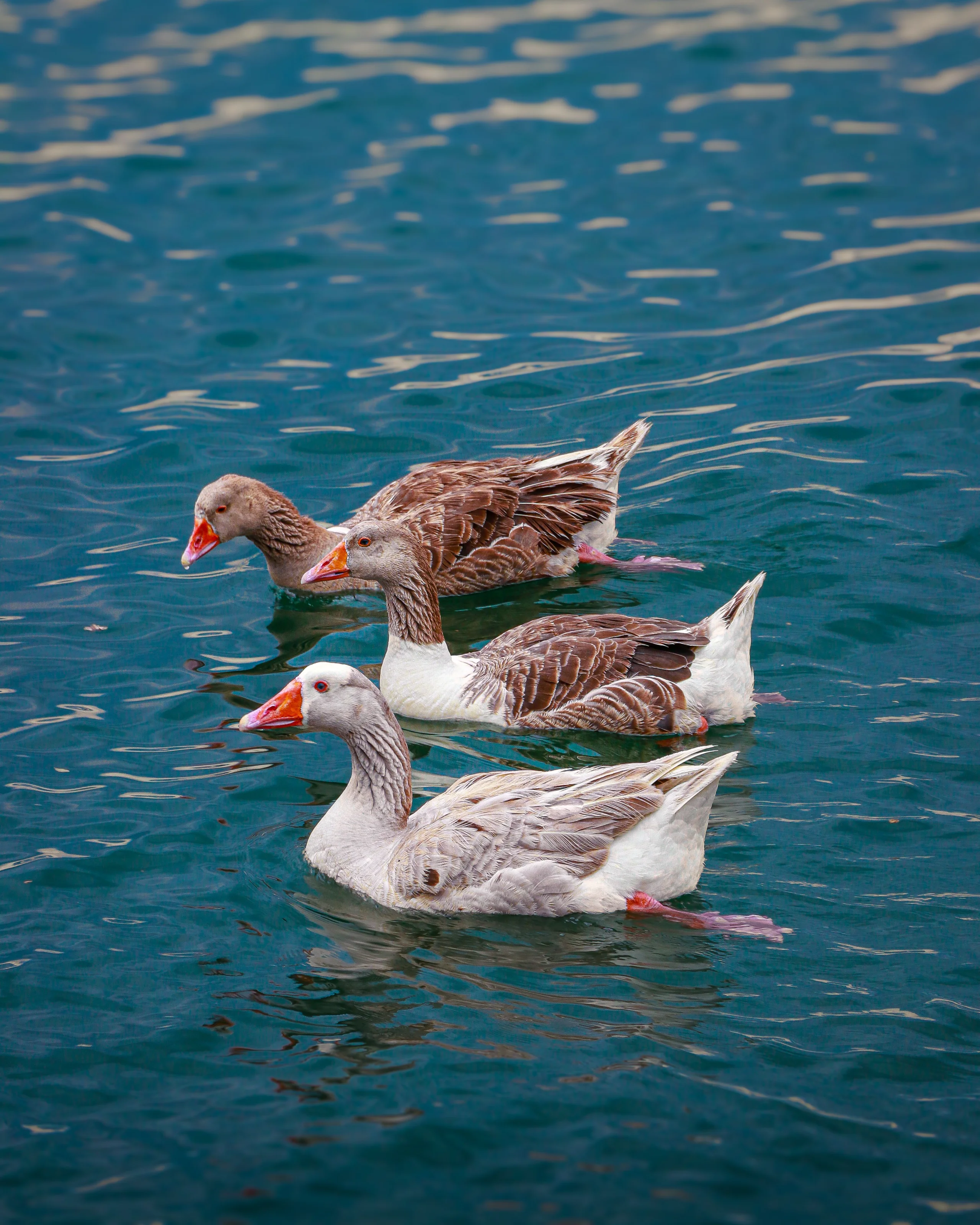 A group of ducks swimming in vibrant aqua waters in Istanbul, showcasing serene nature and wildlife. jigsaw puzzle