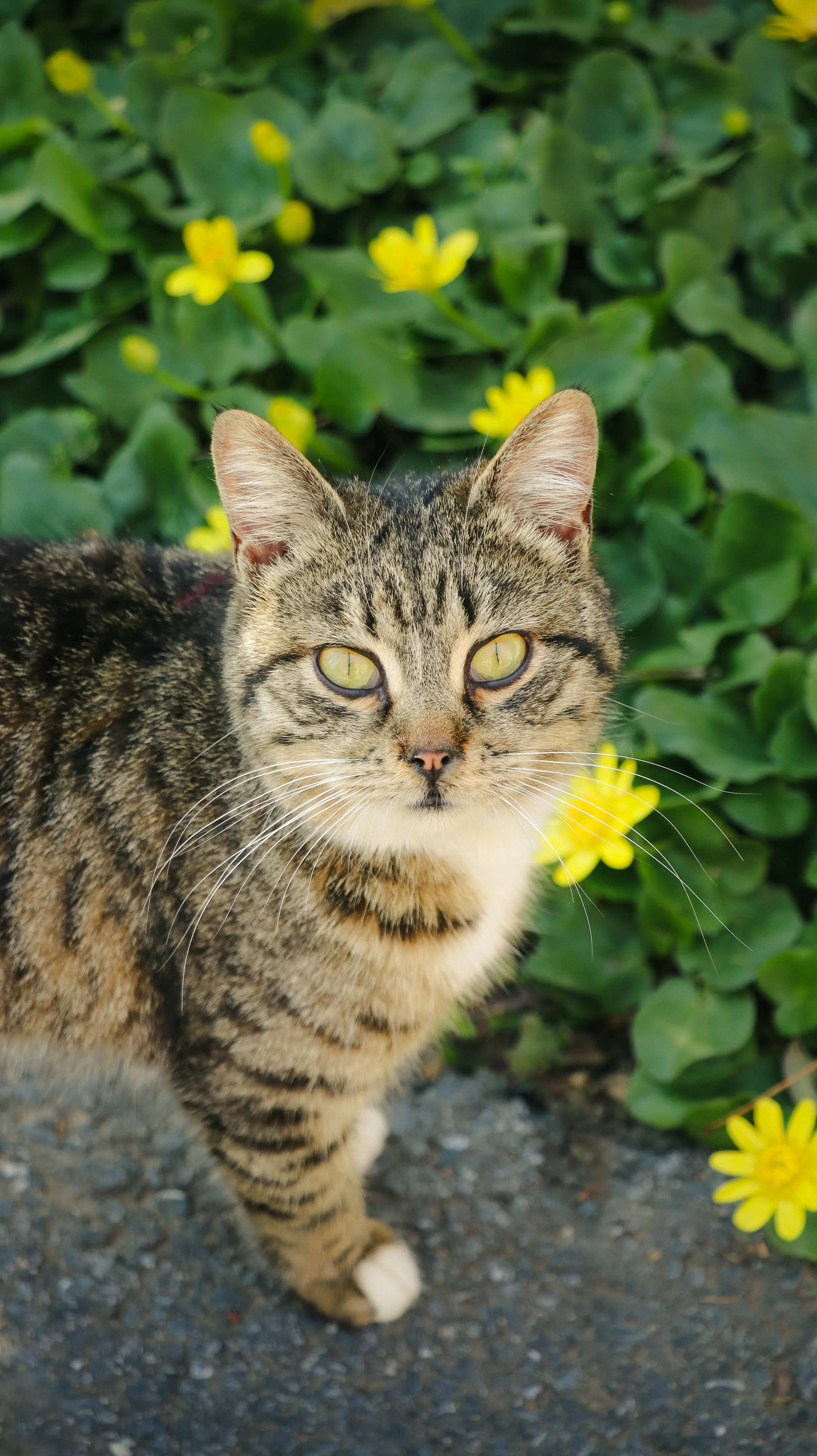 A beautiful tabby cat stands among vibrant yellow flowers in Istanbul. jigsaw puzzle