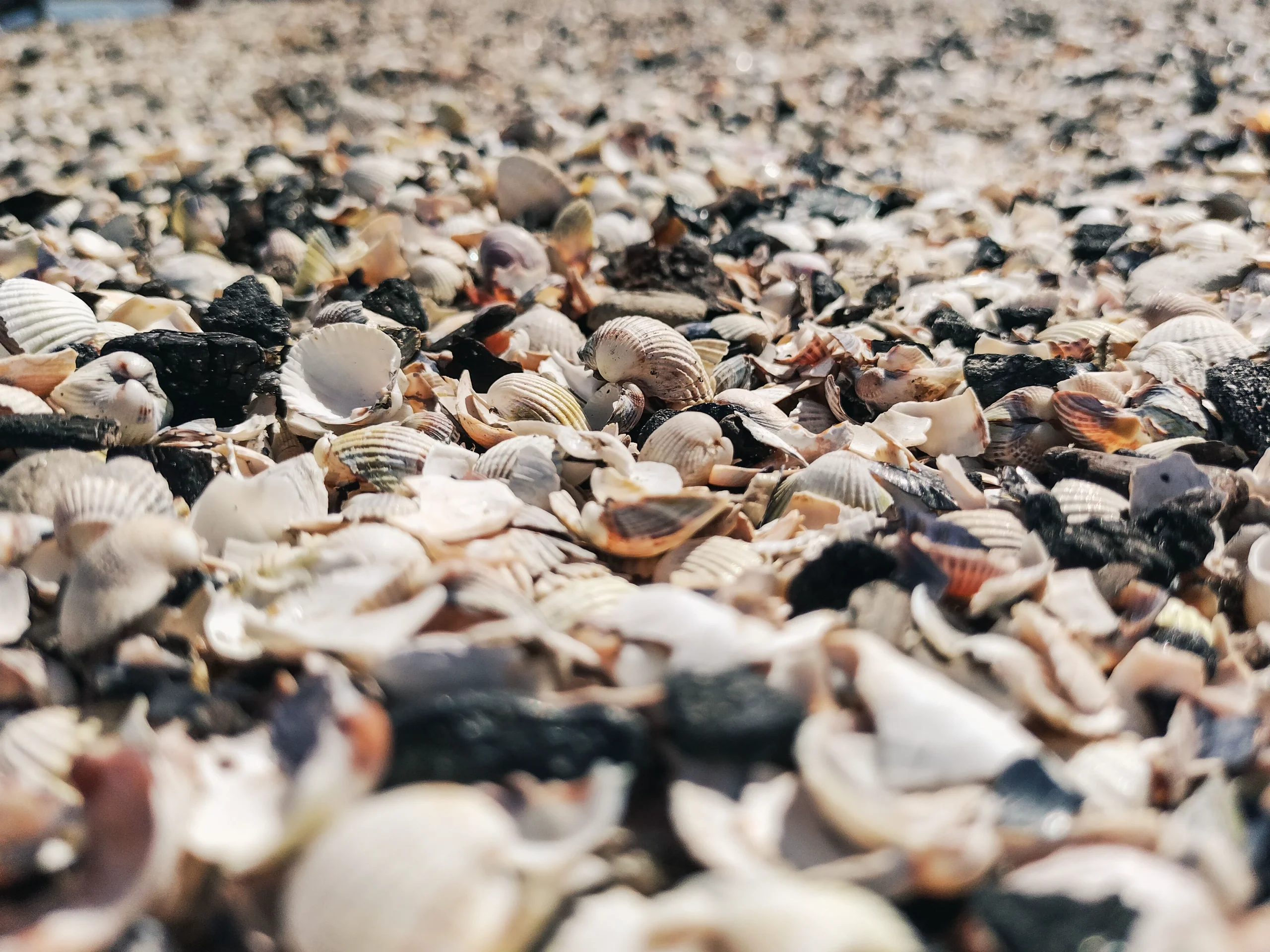 shells on the beach jigsaw puzzle