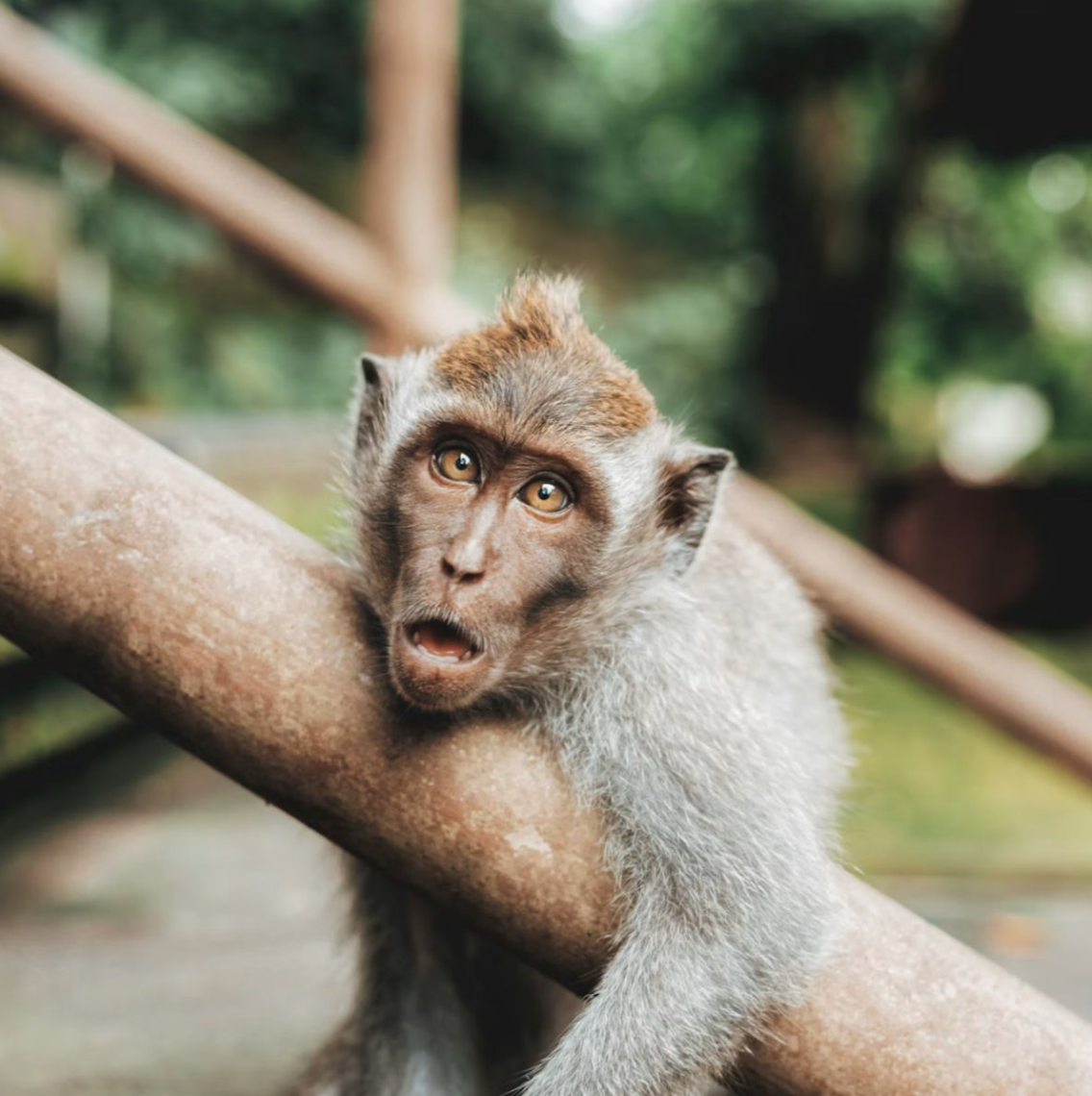 monke