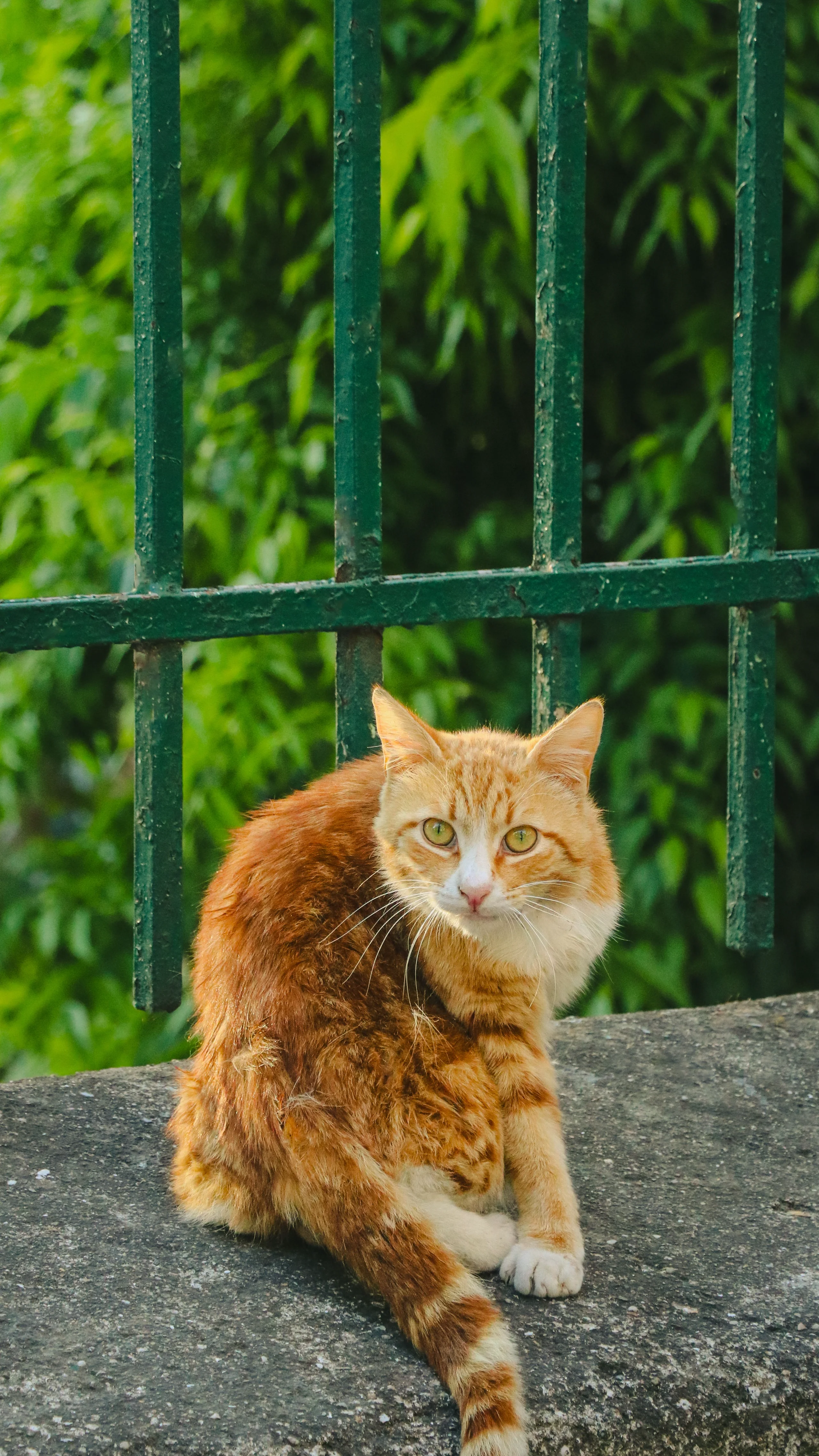 An orange tabby cat sits on a stone ledge outdoors, looking curious. jigsaw puzzle